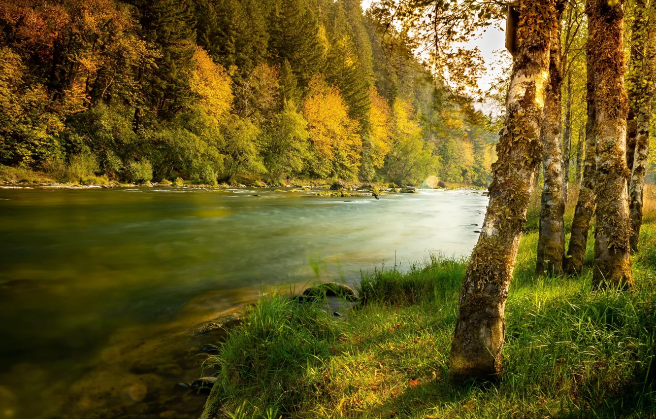 Фото обои осень, лес, трава, деревья, пейзаж, природа, река, берега