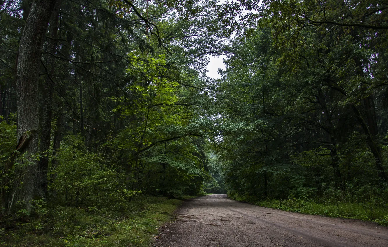 Фото обои дорога, лес, природа, дождливое утро
