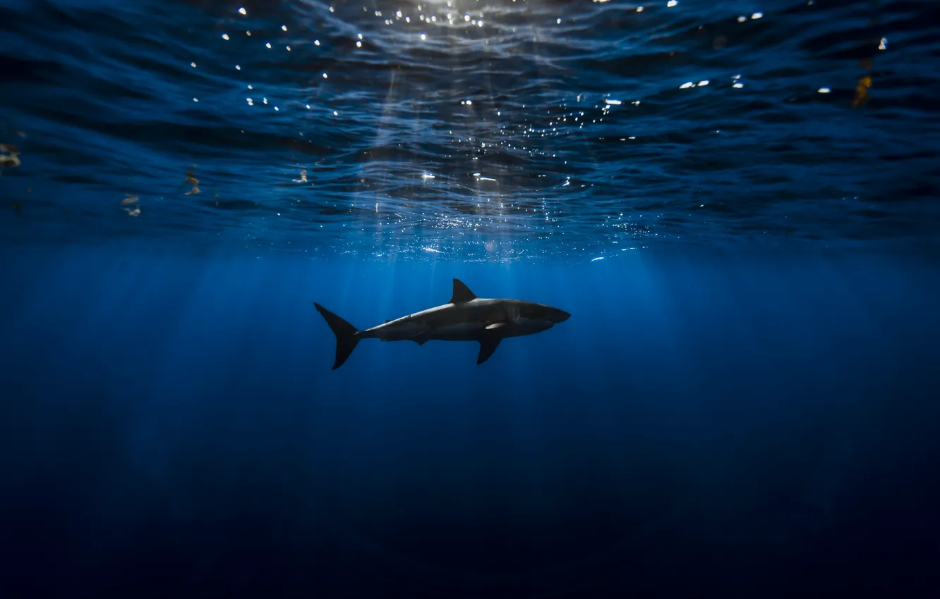 Фото обои Shark, Blue, Black, Water, Ocean, Waves, Depth