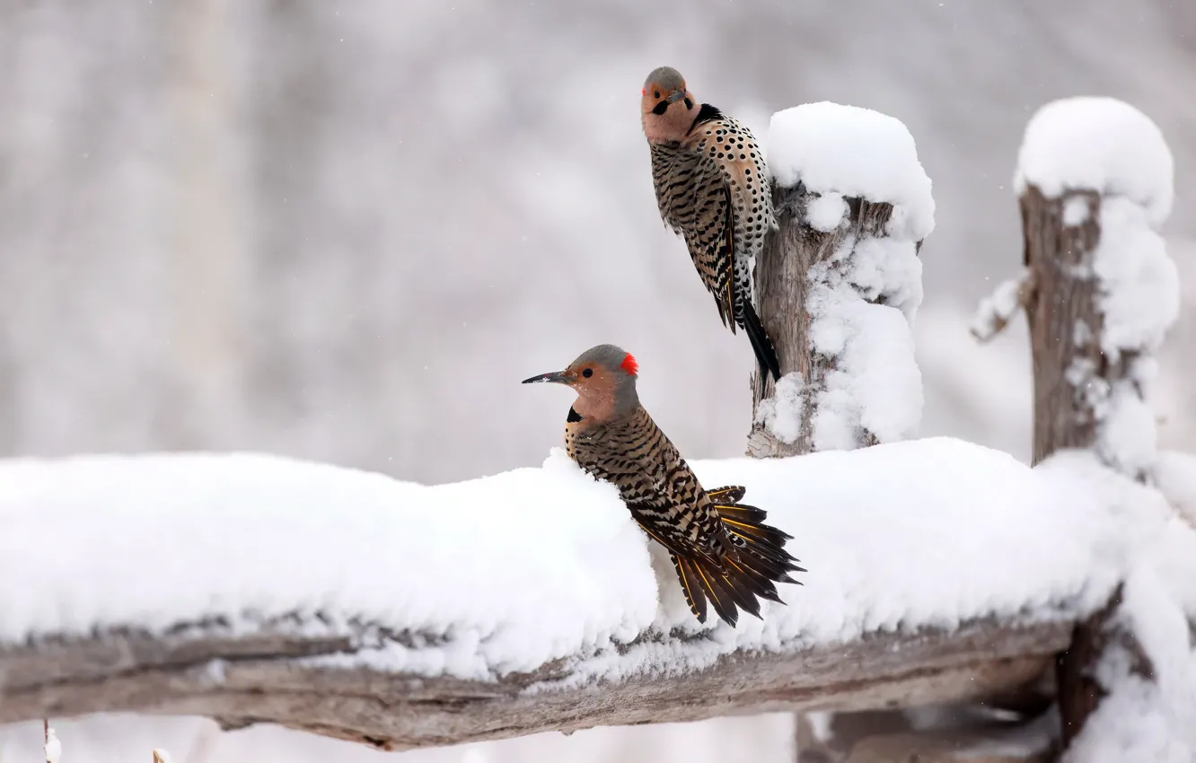 Фото обои зима, снег, птицы, Золотой шилоклювый дятел