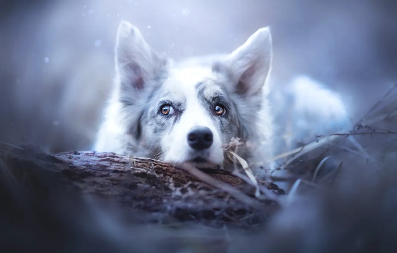 Фото обои морда, снег, собака, уши, Бордер-колли