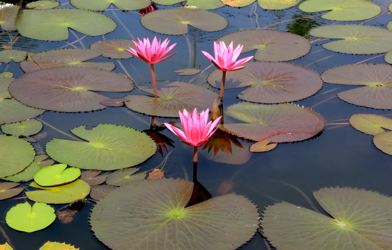Фото обои цветы, озеро, лотос, pink, flowers, lake, lotus, кувшинки, water lily
