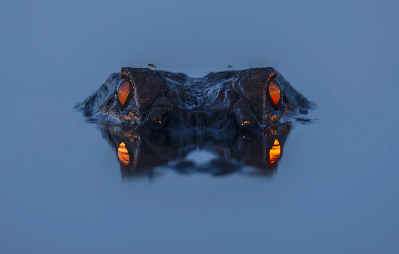 Фото обои eyes, water, night, аллигатор, reflection, alligator