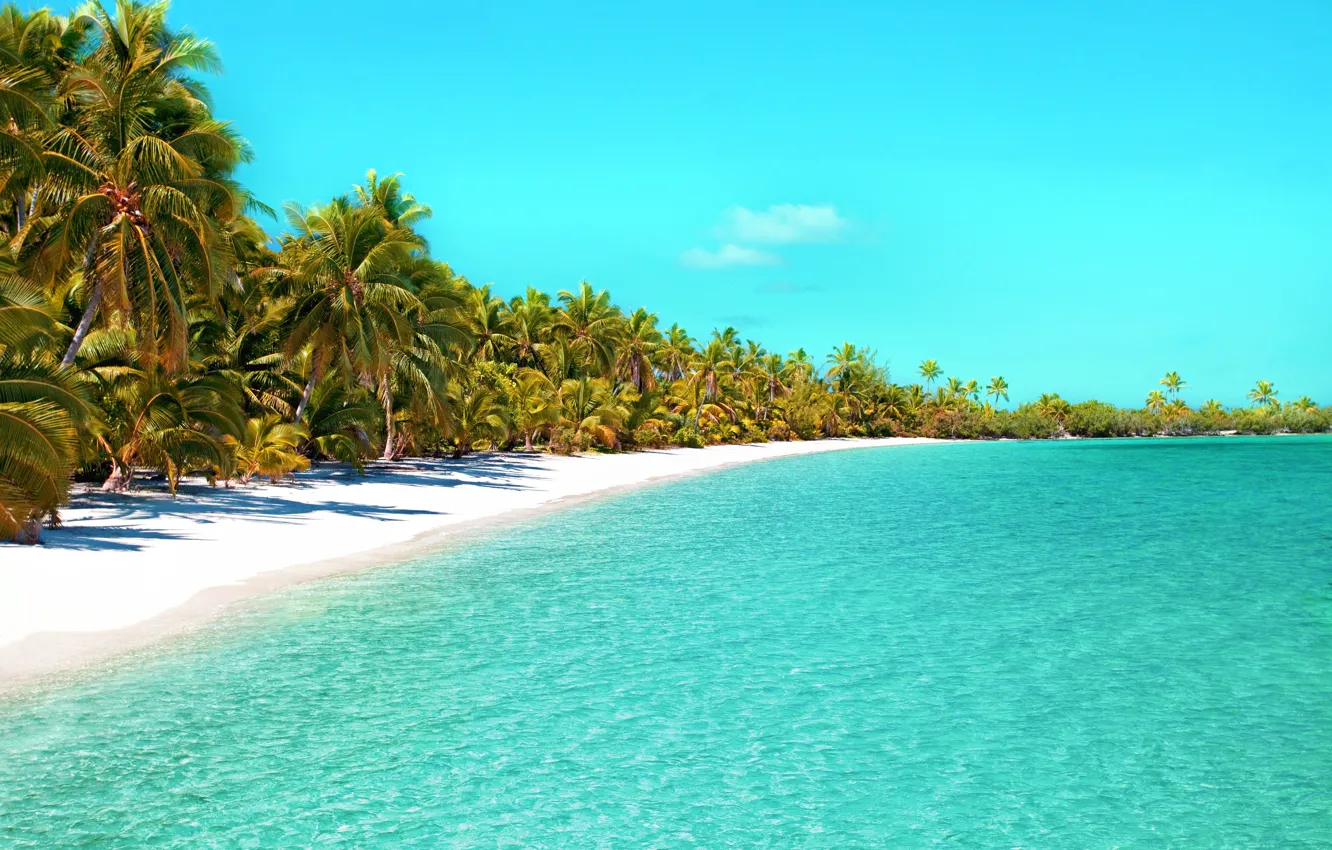 Фото обои beach, palm tree, tropical Beach, ocean beach, beautiful beach