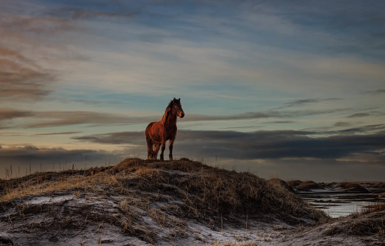 Фото обои конь, лошадь, холм