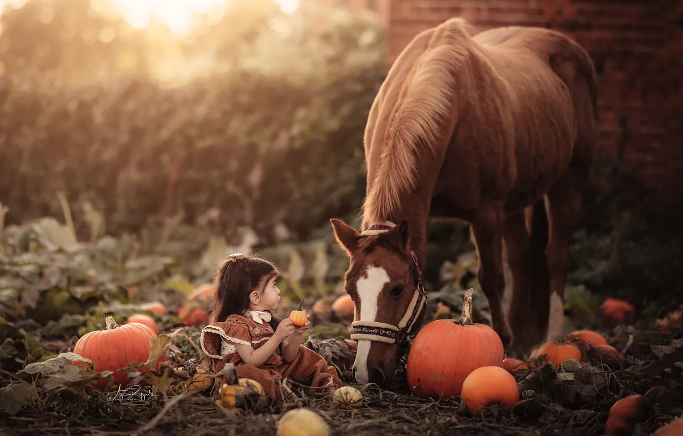 Фото обои лошадь, девочка, тыквы