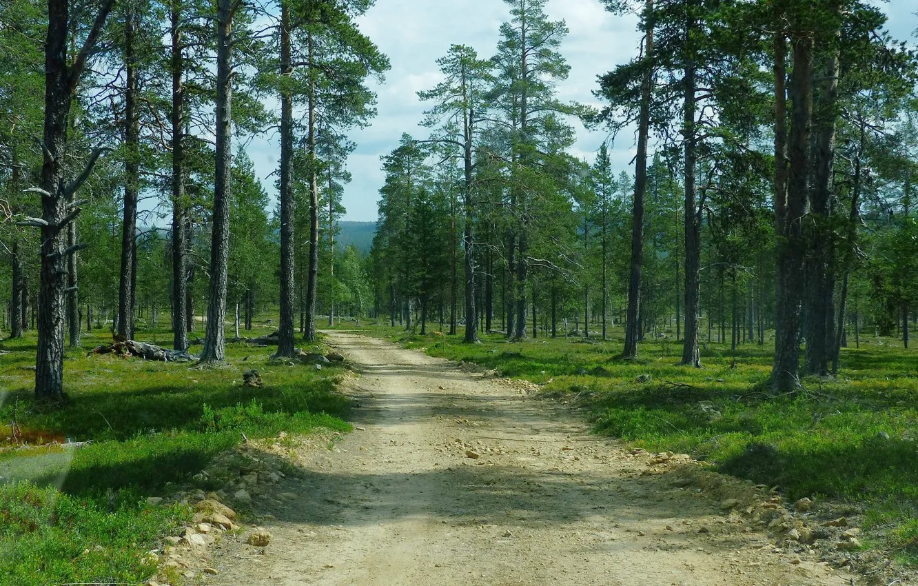 Фото обои дорога, лес, Финляндия, Инари