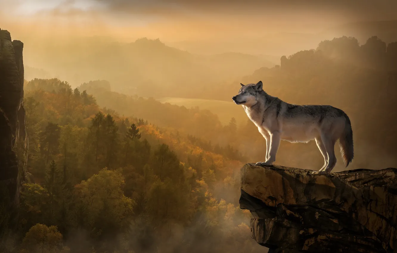 Фото обои осень, лес, деревья, пейзаж, горы, природа, туман, скала, серый, обрыв, рассвет, холмы, камень, высота, волк, …