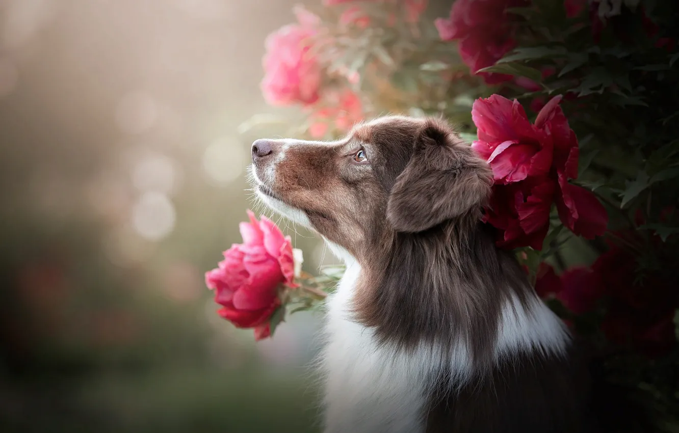 Фото обои цветы, природа, животное, куст, собака, профиль, пёс, боке, аусси