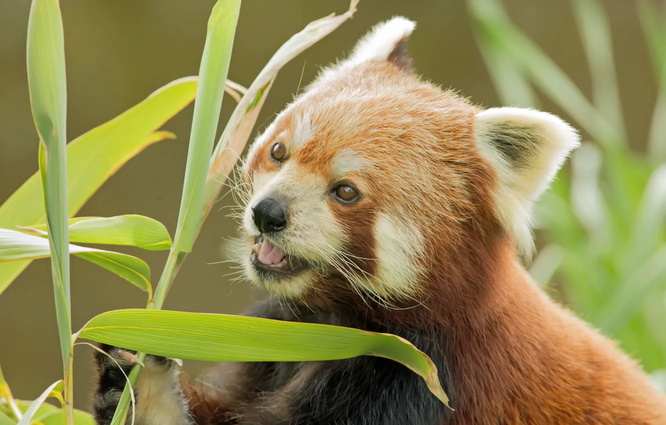 Фото обои бамбук, мордашка, Красная панда, Малая панда