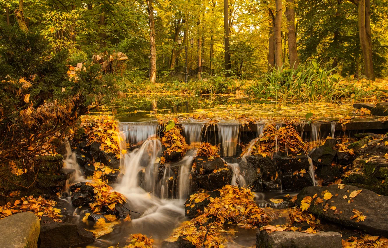 Фото обои осень, лес, водопад