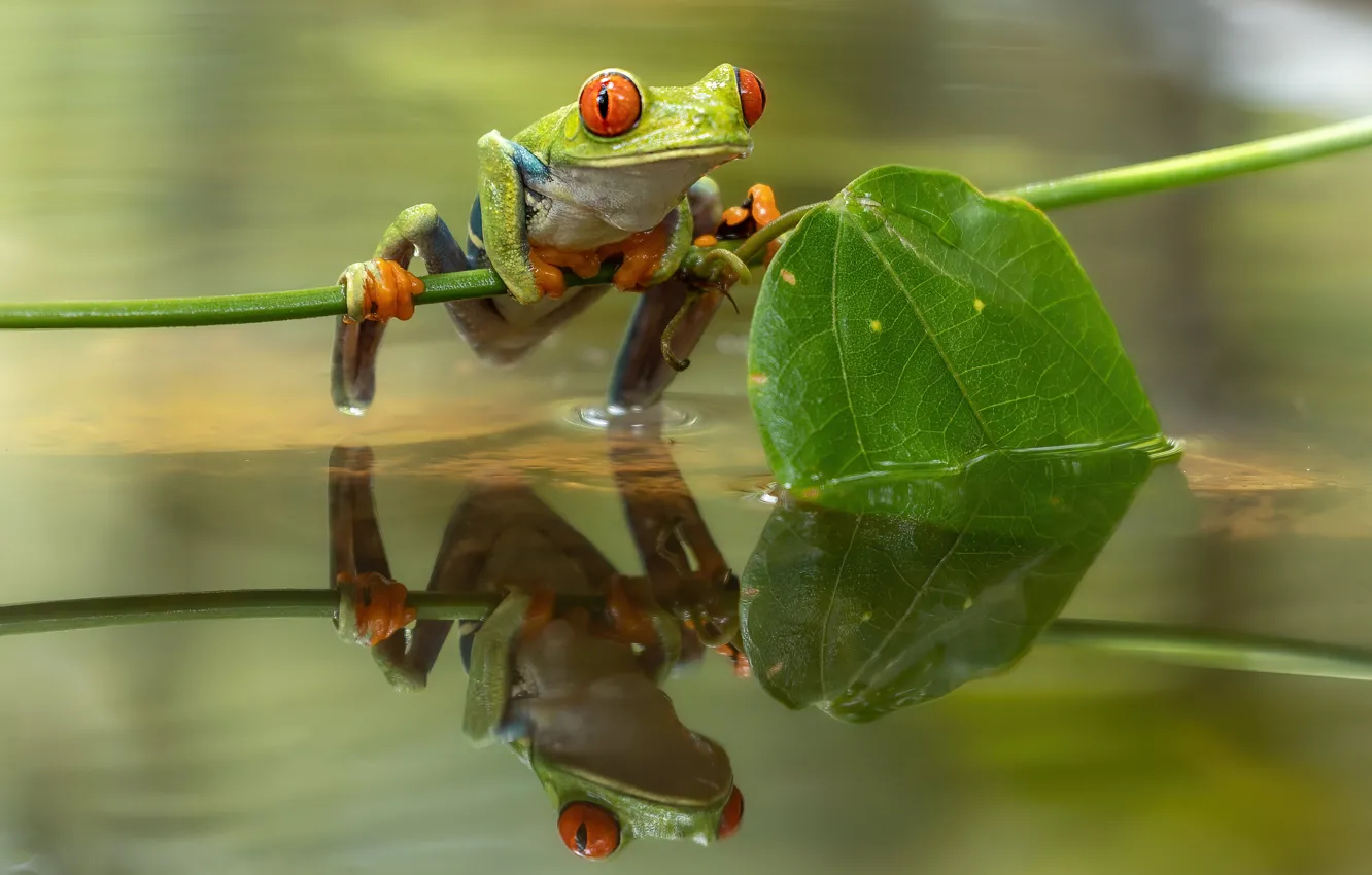 Фото обои отражение, лягушка, водоем, красноглазая квакша