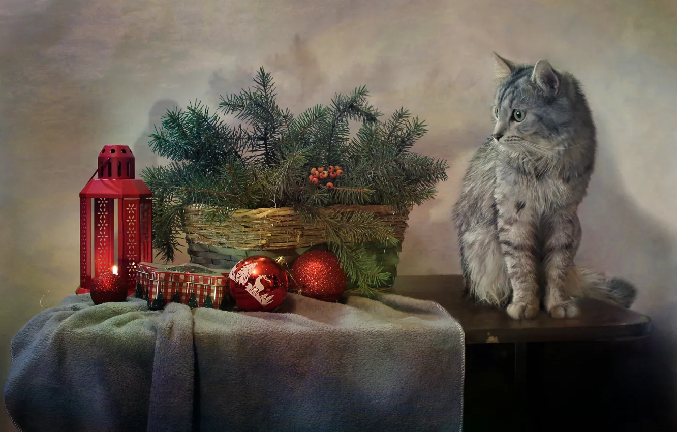 Фото обои кошка, кот, ветки, стол, праздник, игрушки, новый год, ель, фонарь, ткань, корзинка, хвоя, Ковалёва Светлана, …