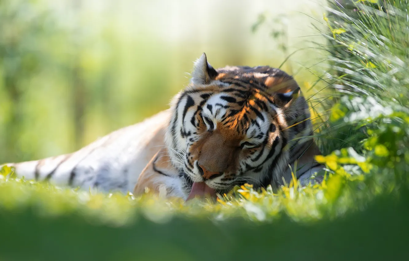 Фото обои трава, тигр, хищник, дикая кошка, Светлана Писарева