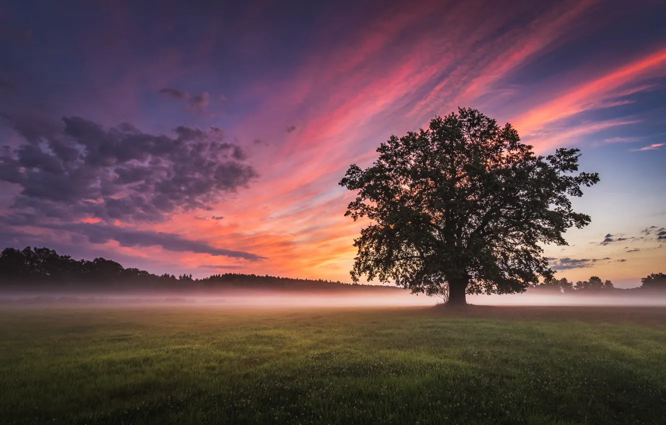 Фото обои поле, пейзаж, природа, туман, дерево, рассвет, утро, луг, Tomczak Michał
