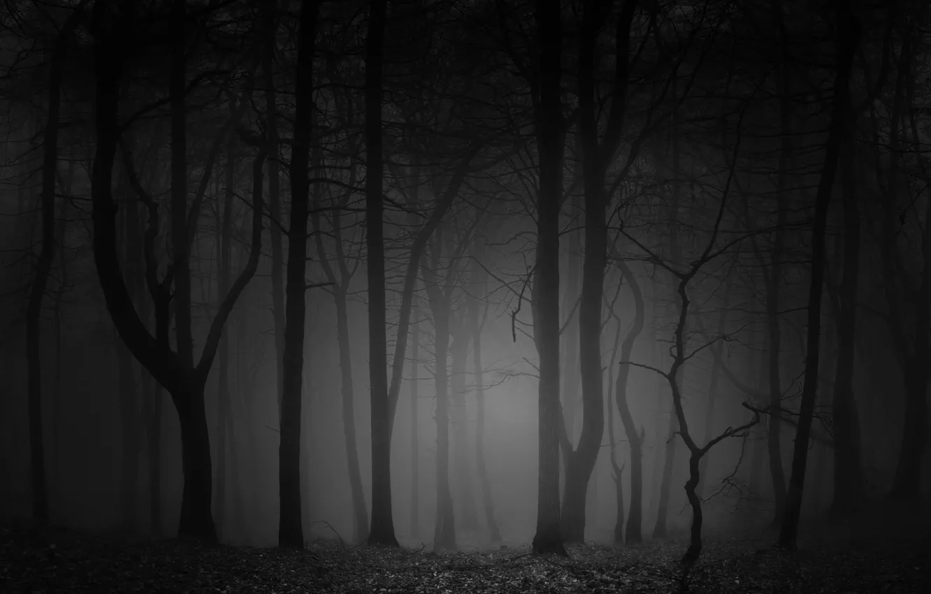 Фото обои лес, деревья, ночь, природа, туман, черно-белое, монохром, monochrome, black and white