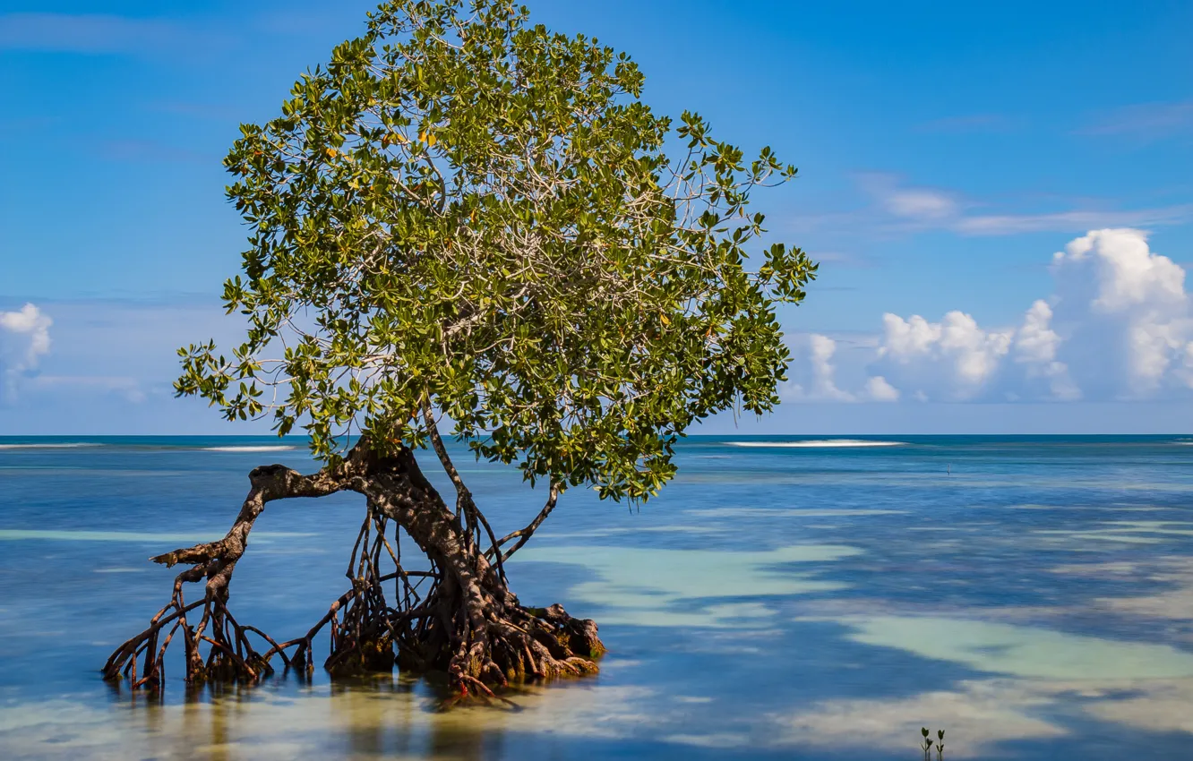 Фото обои побережье, рай, Доминикана, Samana, мангровое дерево