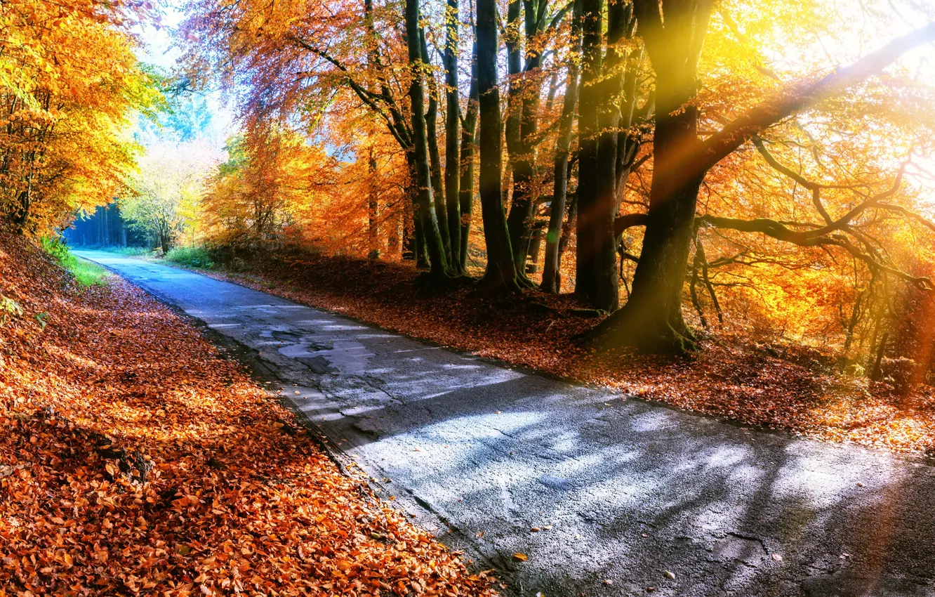 Фото обои дорога, осень, лес, листья, деревья, парк, colorful, forest, road, landscape, park, autumn, leaves, tree, country, …