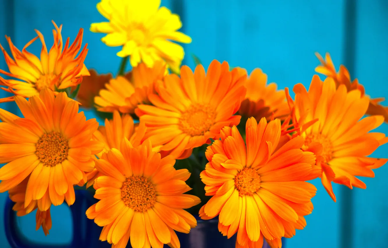 Фото обои цветы, фон, обои, букет, ноготки, календула, оранжевые цветы, минибукет, цветы ноготки