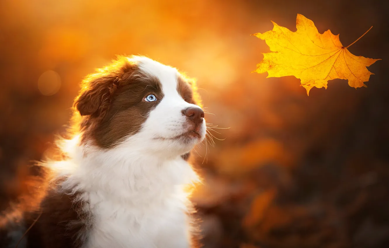 Фото обои осень, фон, собака, щенок, мордашка, кленовый лист, жёлтый лист