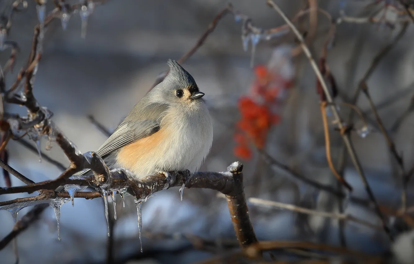 Фото обои зима, ветки, природа, птица, сосульки, острохохлая синица