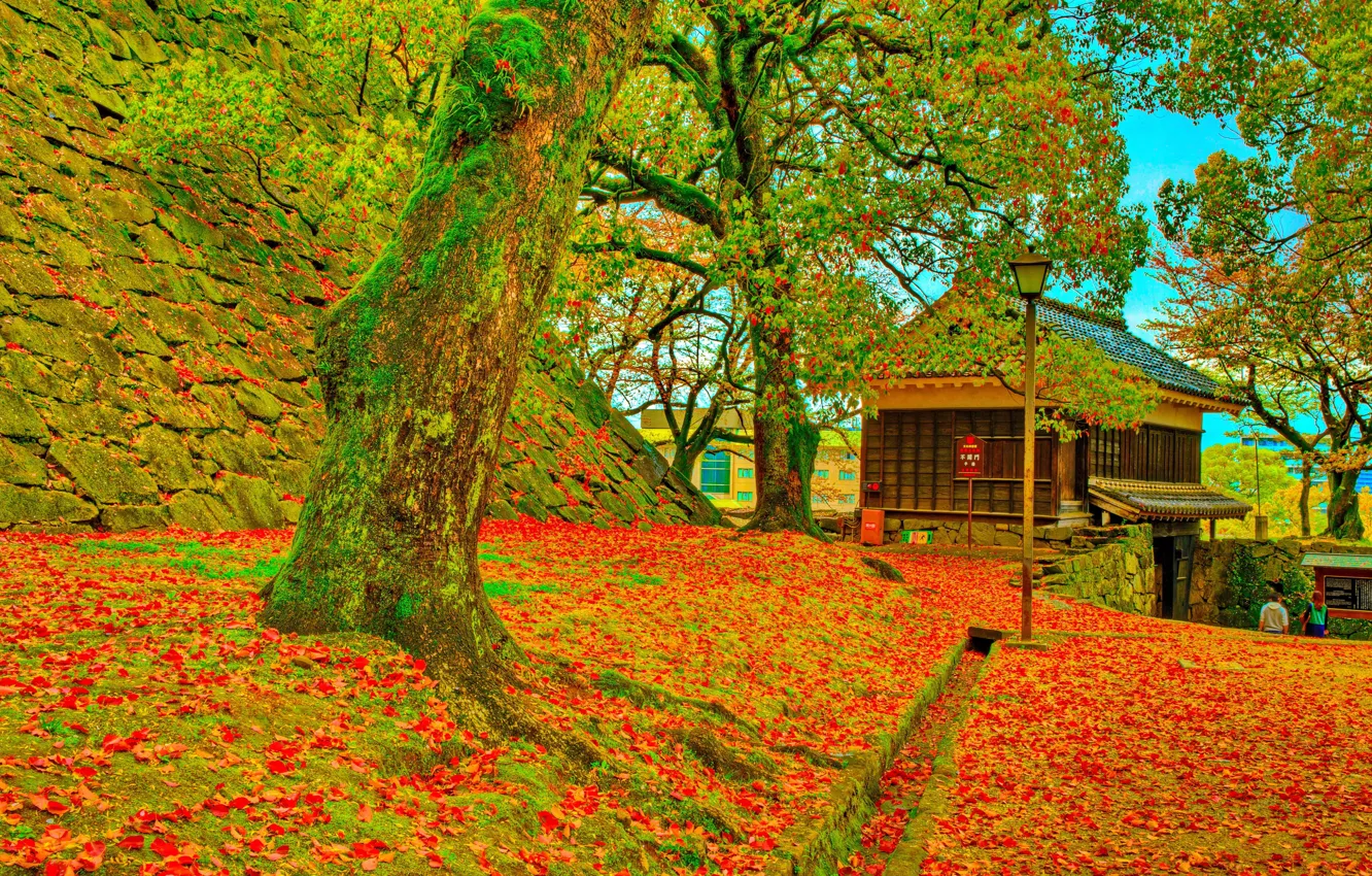 Фото обои осень, деревья, фото, Япония, Кумамото