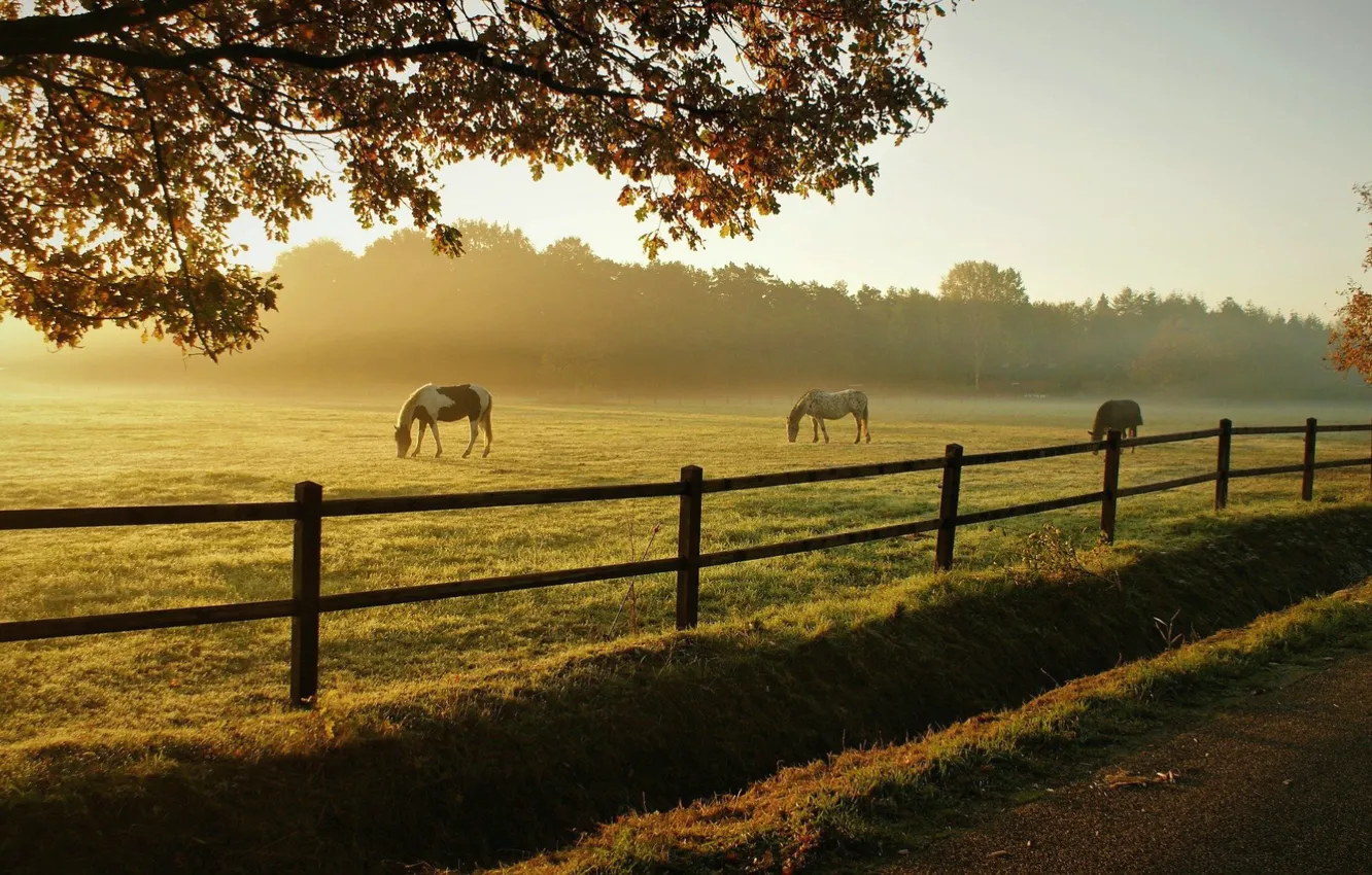 Фото обои grass, village, horse