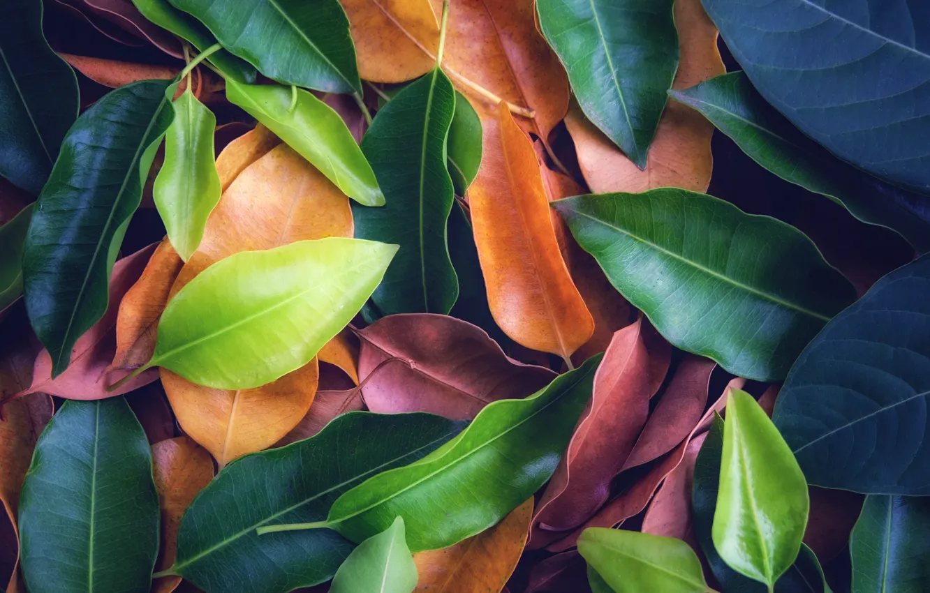 Фото обои листья, фон, colorful, texture, background, leaves