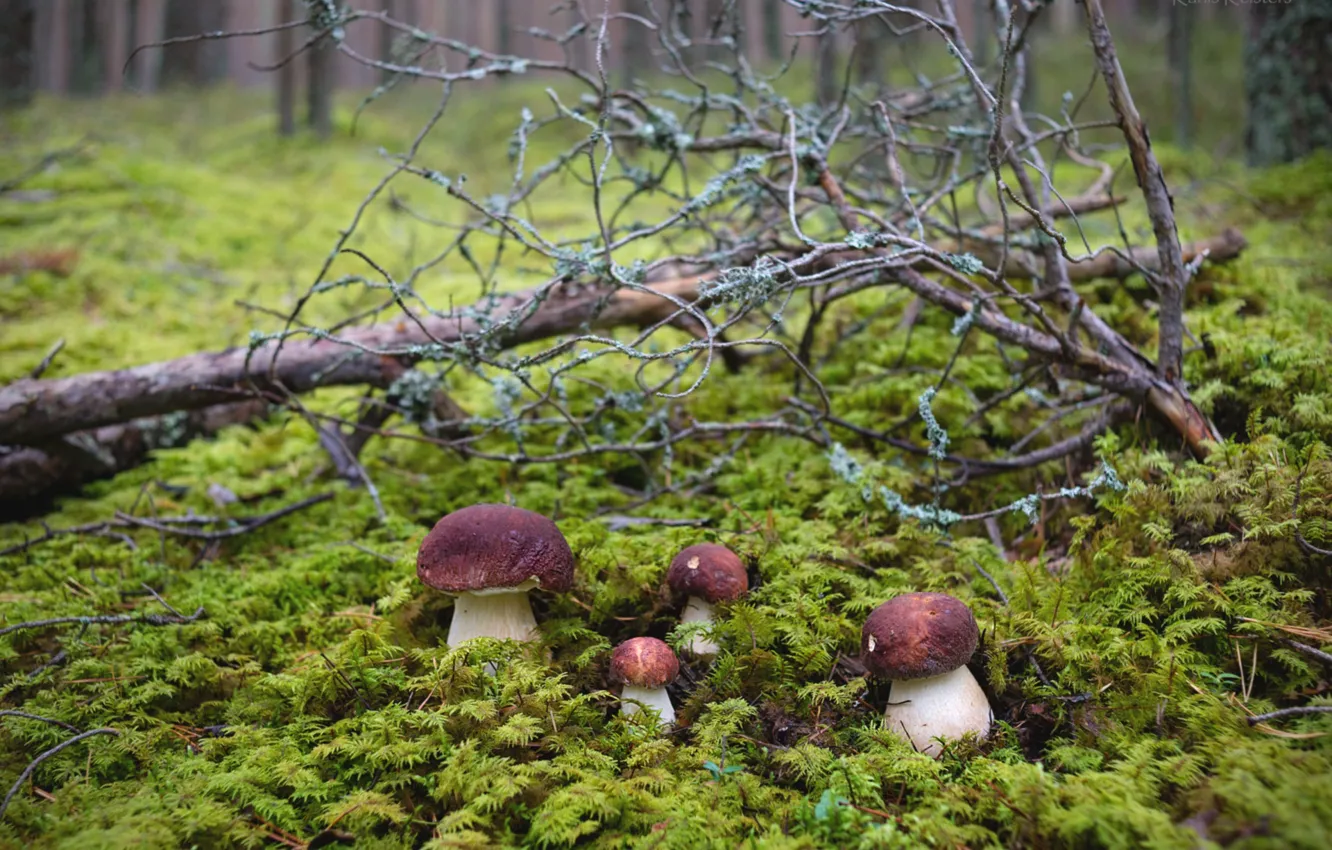 Фото обои лес, грибы, мох, квартет, боровики