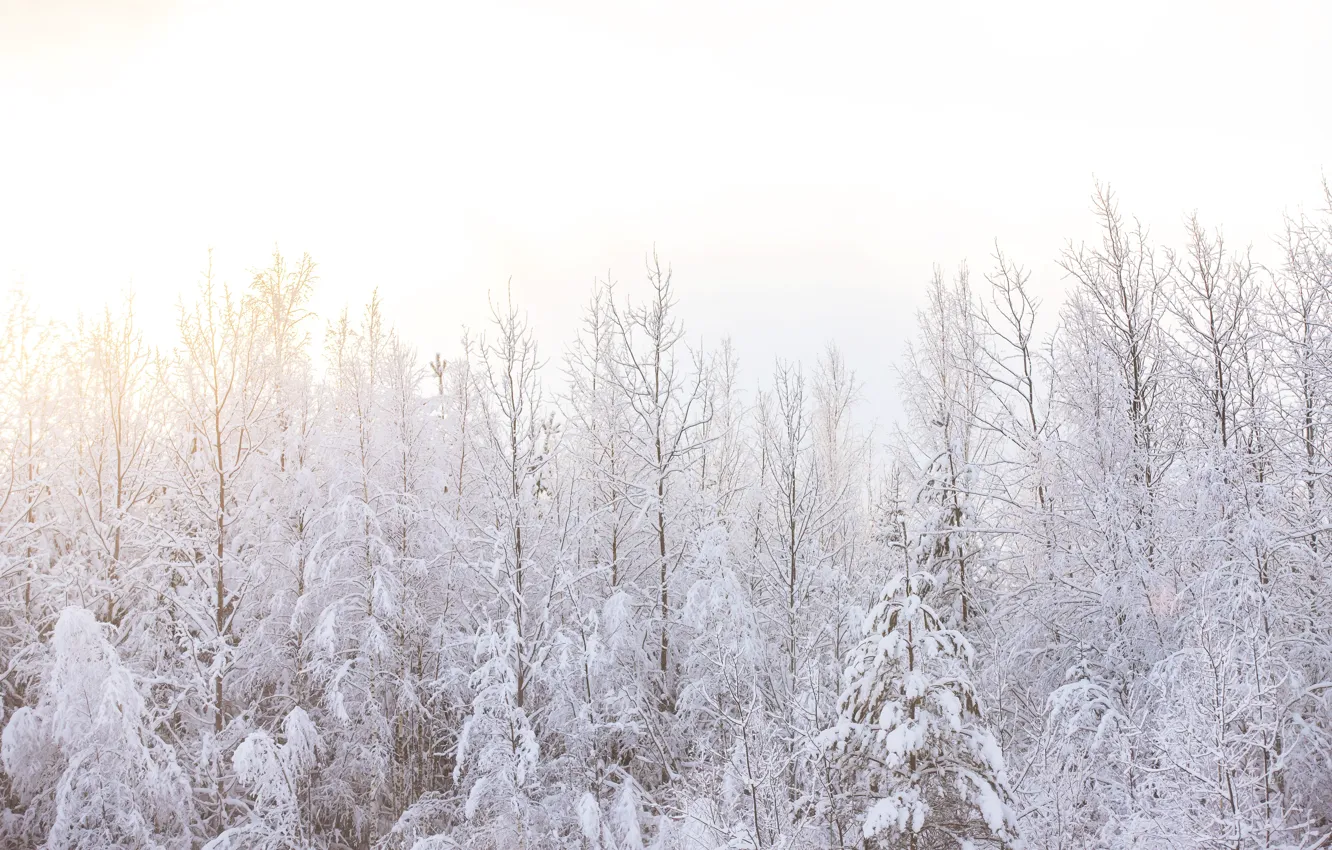 Фото обои зима, лес, солнечно, сказочный лес, солнечный лес, снежно, снежный лес