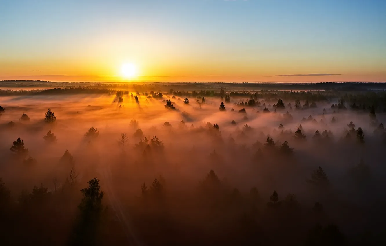 Фото обои Lietuva, saulėlydis, rūkas, miškas