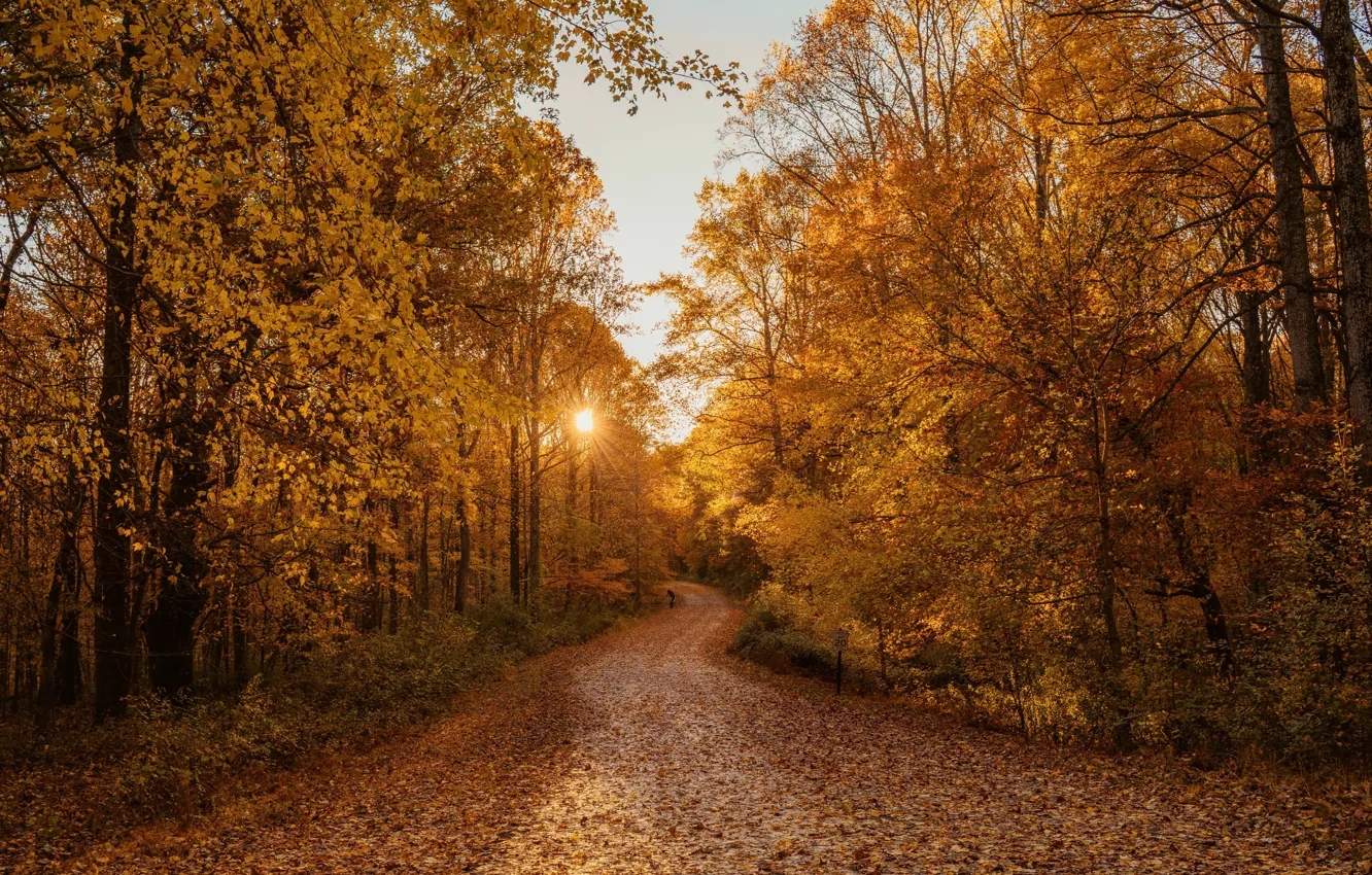 Фото обои дорога, осень, листья, солнце, деревья, закат, природа, листва