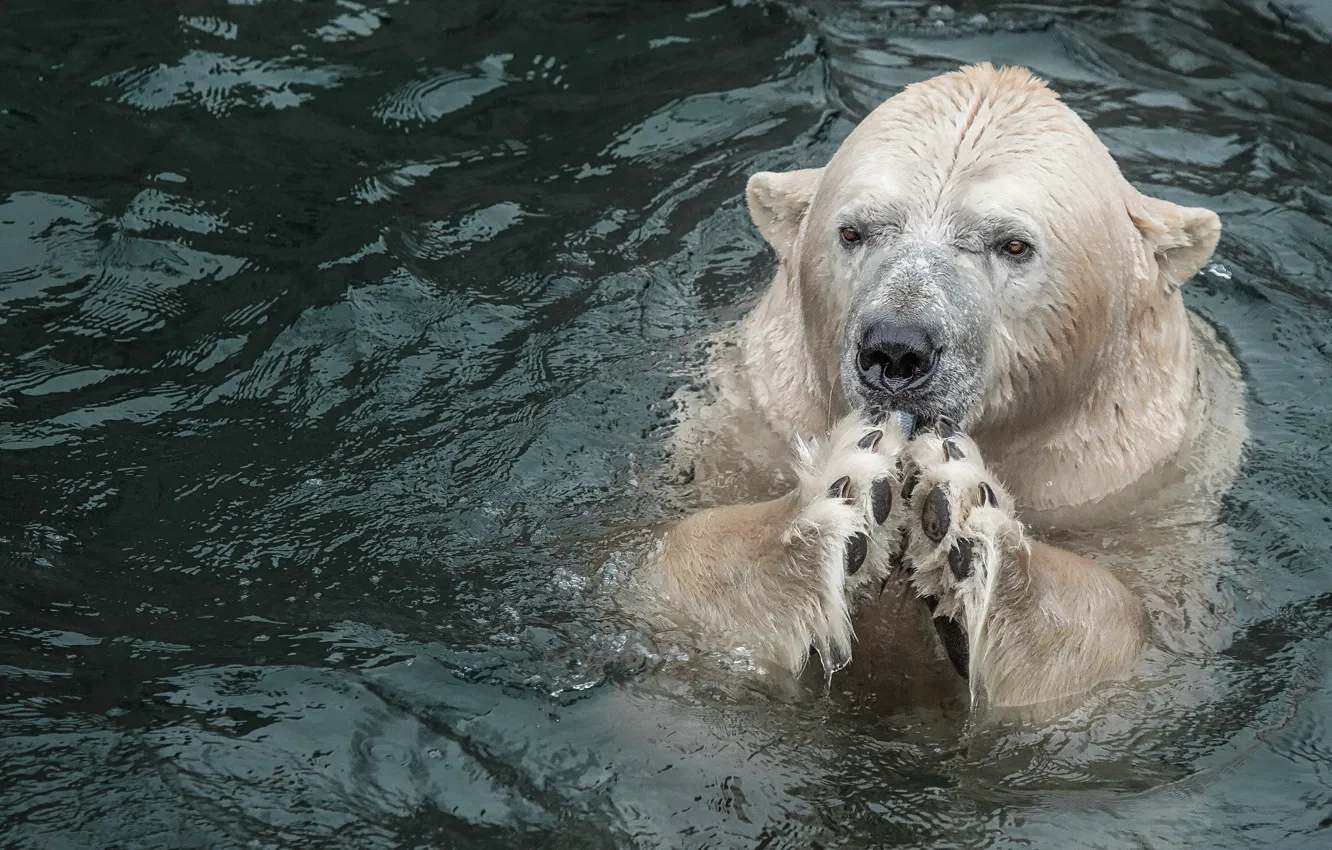 Фото обои взгляд, морда, вода, поза, лапы, медведь, купание, белый медведь,...