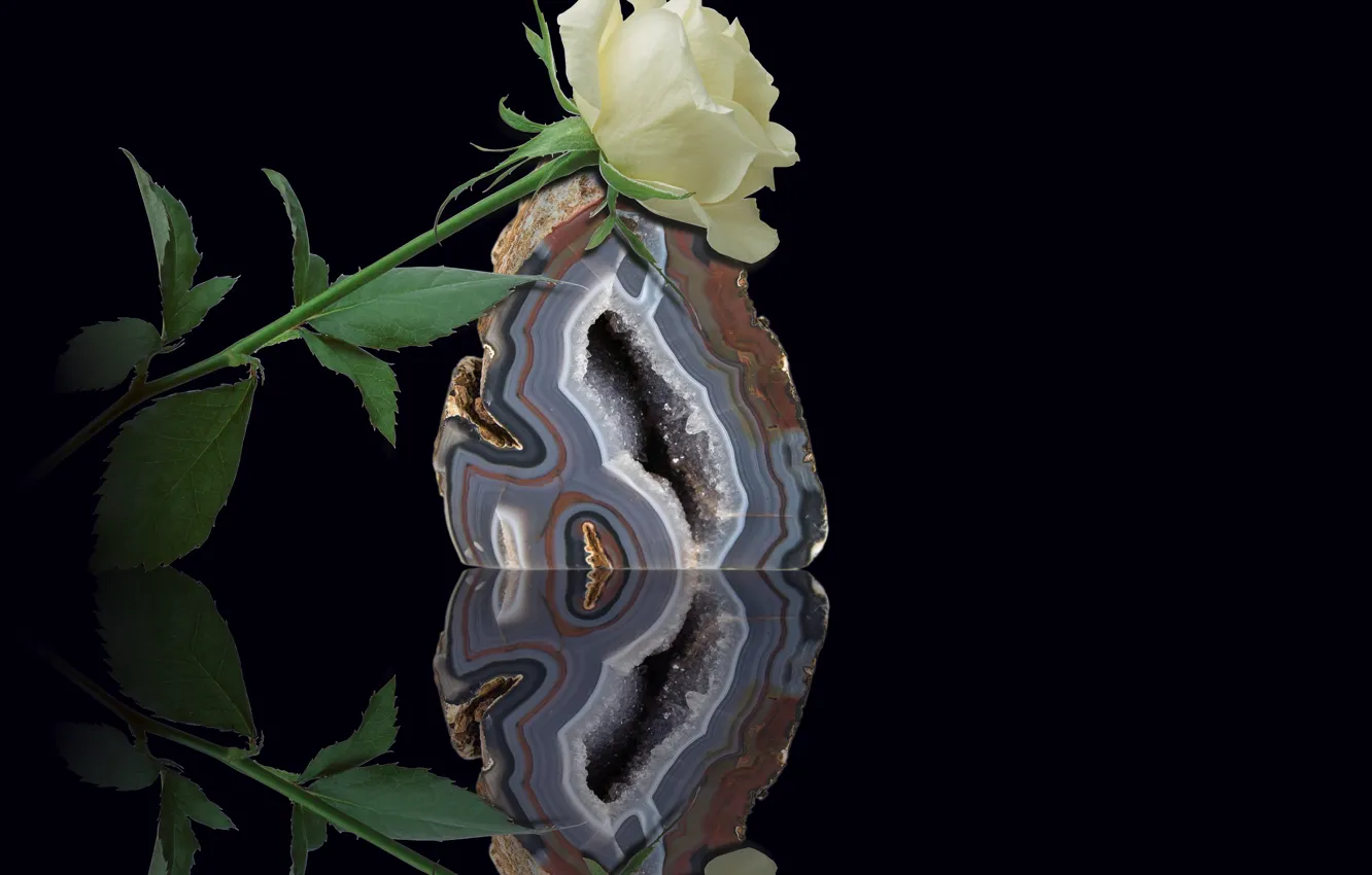 Фото обои flower, stone, reflection, white rose, quartz