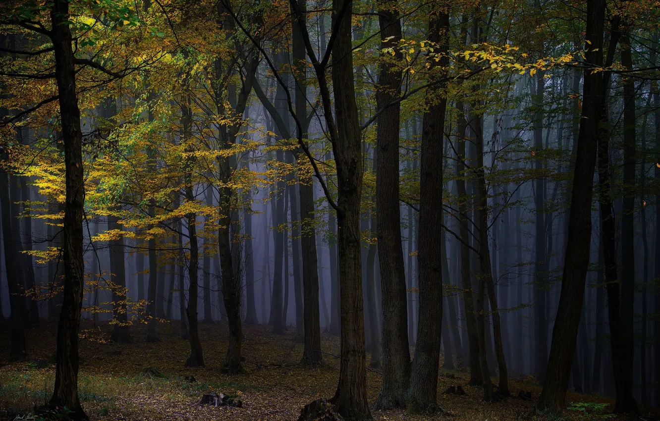 Фото обои осень, лес, деревья, ночь, природа, туман