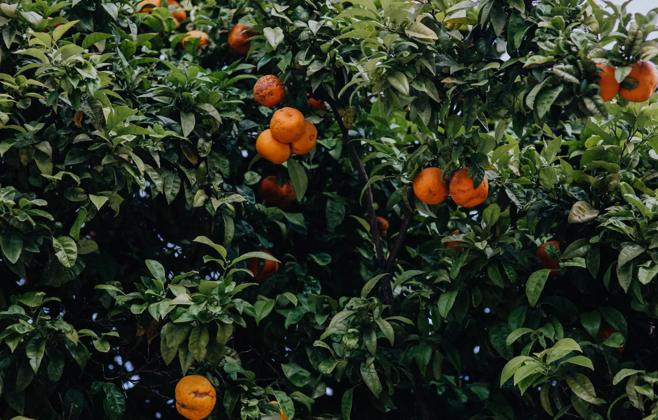 Фото обои green, orange, mandarin
