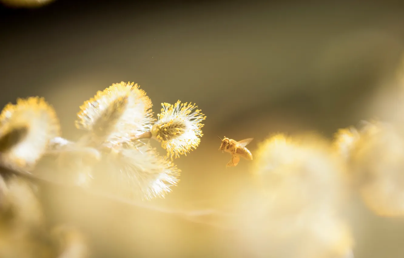 Фото обои природа, пчела, весна