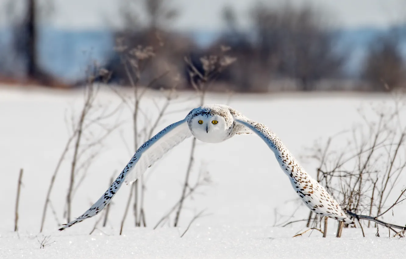 Фото обои зима, поле, взгляд, снег, полет, ветки, природа, сова, птица, летит, полярная сова, размах крыльев