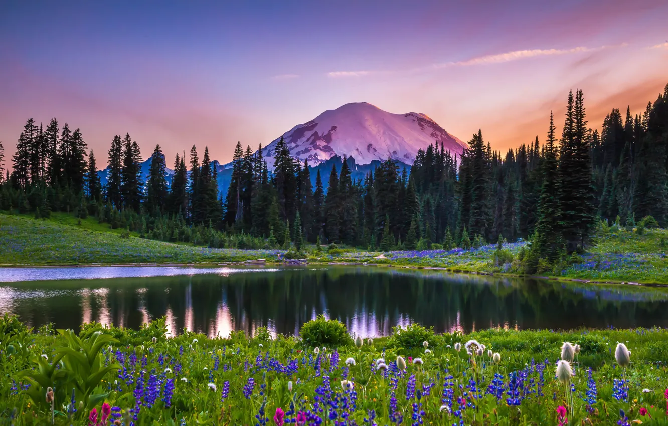 Фото обои деревья, пейзаж, закат, цветы, горы, природа, озеро, США, луга, национальный парк, Mount Rainier, Маунт-Рейнир, Tipsoo …
