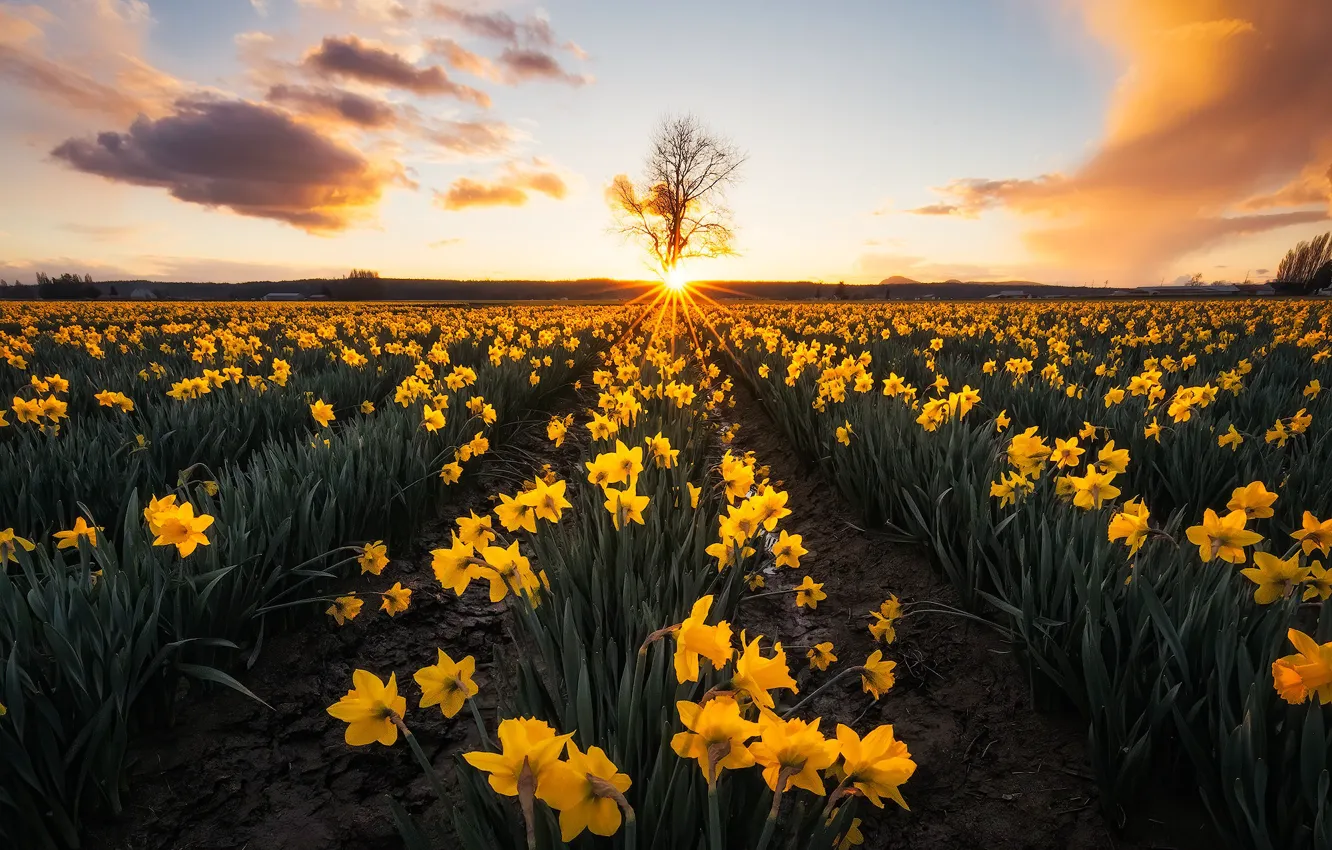 Фото обои поле, закат, цветы, дерево, жёлтые, нарциссы, плантация, Washington State, Skagit Valley, Штат Вашингтон, Долина Скаджит