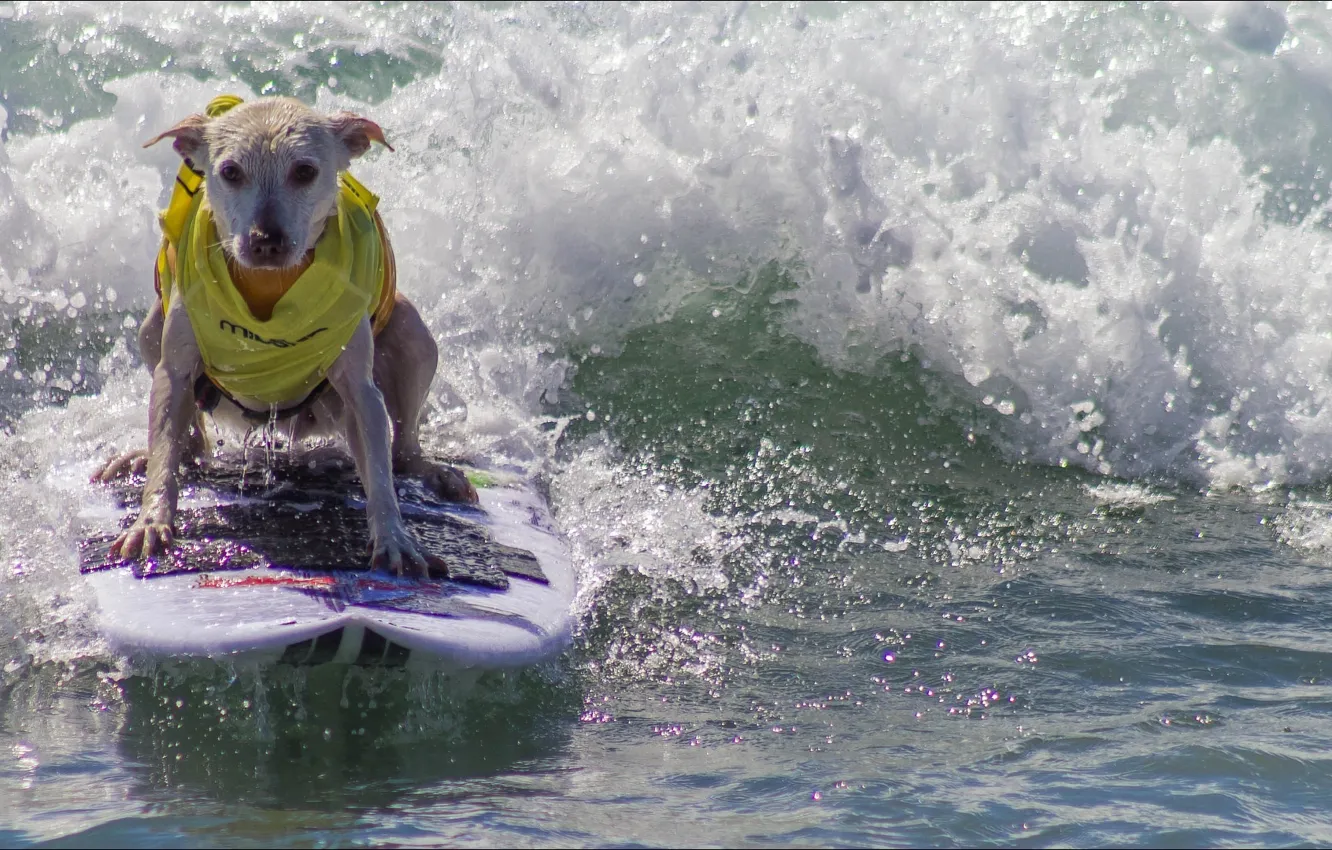 Фото обои собака, Животные, сёрфинг