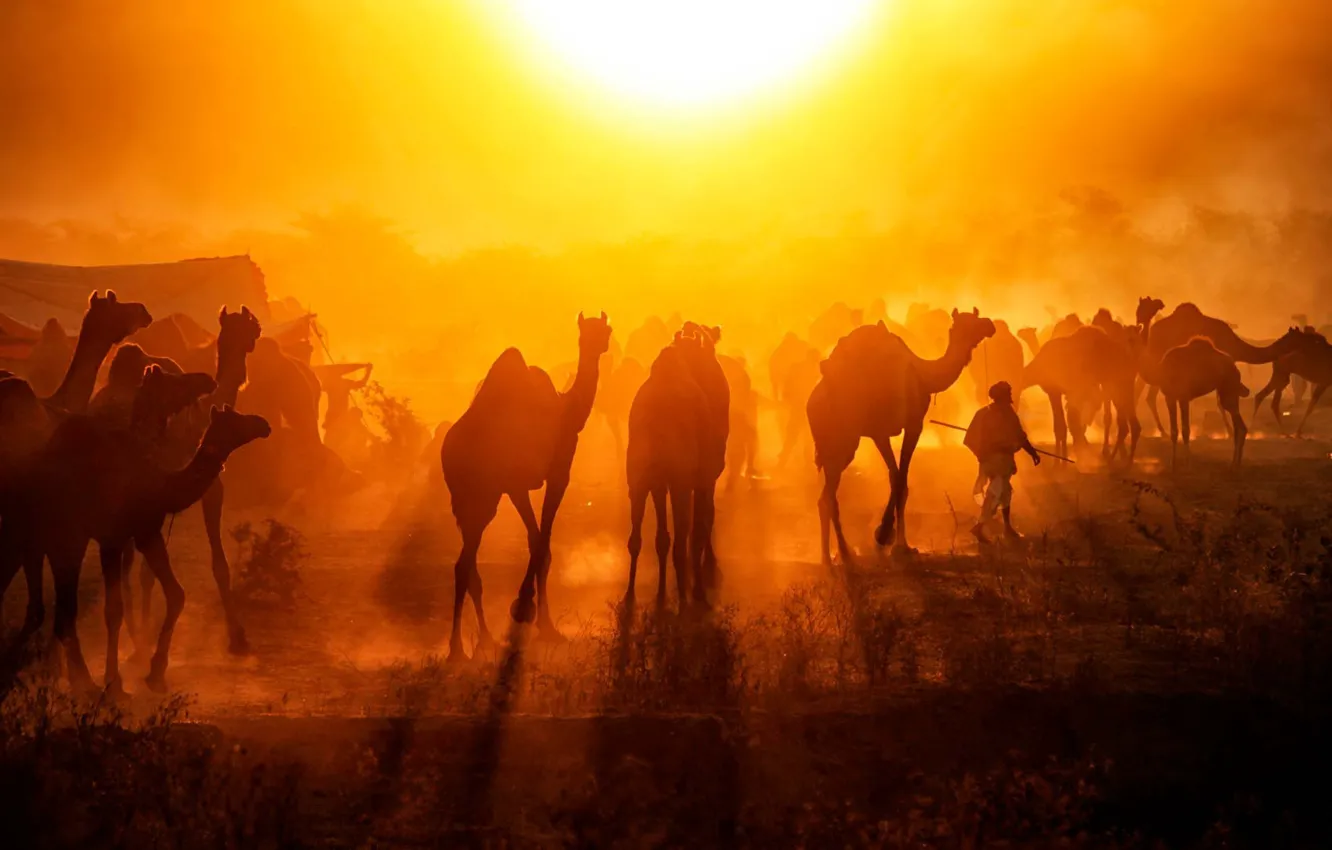 Фото обои Индия, ярмаркой верблюдов, Пушкар мела