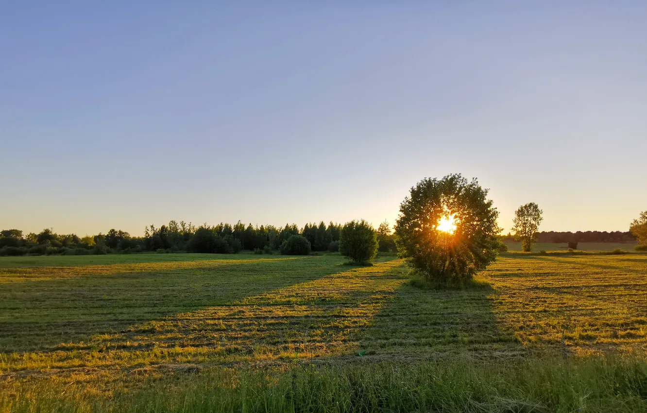 Фото обои поле, трава, солнце, закат, дерево