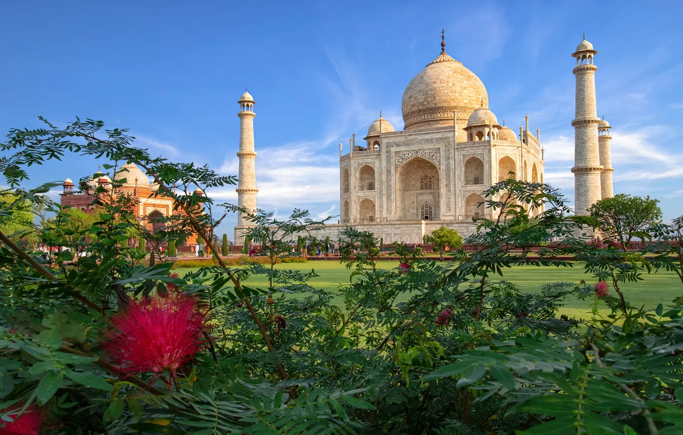 Фото обои Индия, Тадж-Махал, мечеть, архитектура, кусты, мавзолей, Агра, Taj Mahal, акация, Agra, India