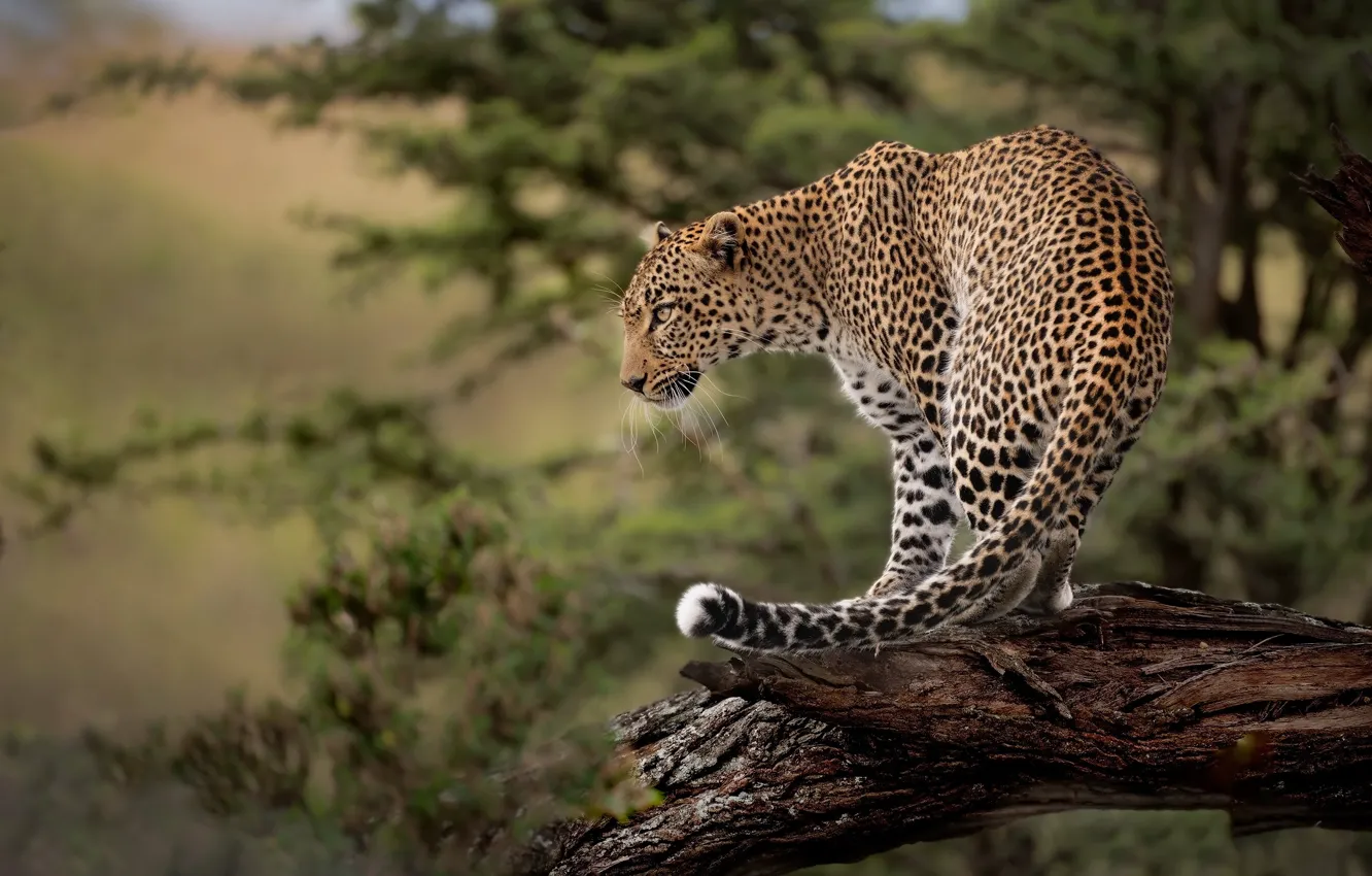 Фото обои хищник, леопард, коряга, дикая кошка