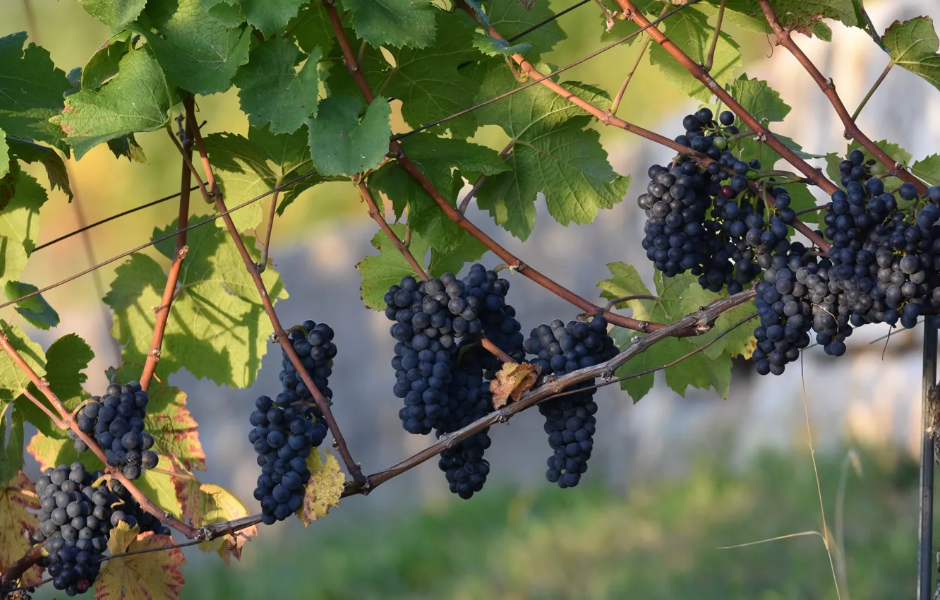 Фото обои синий, виноград, гроздья, лоза