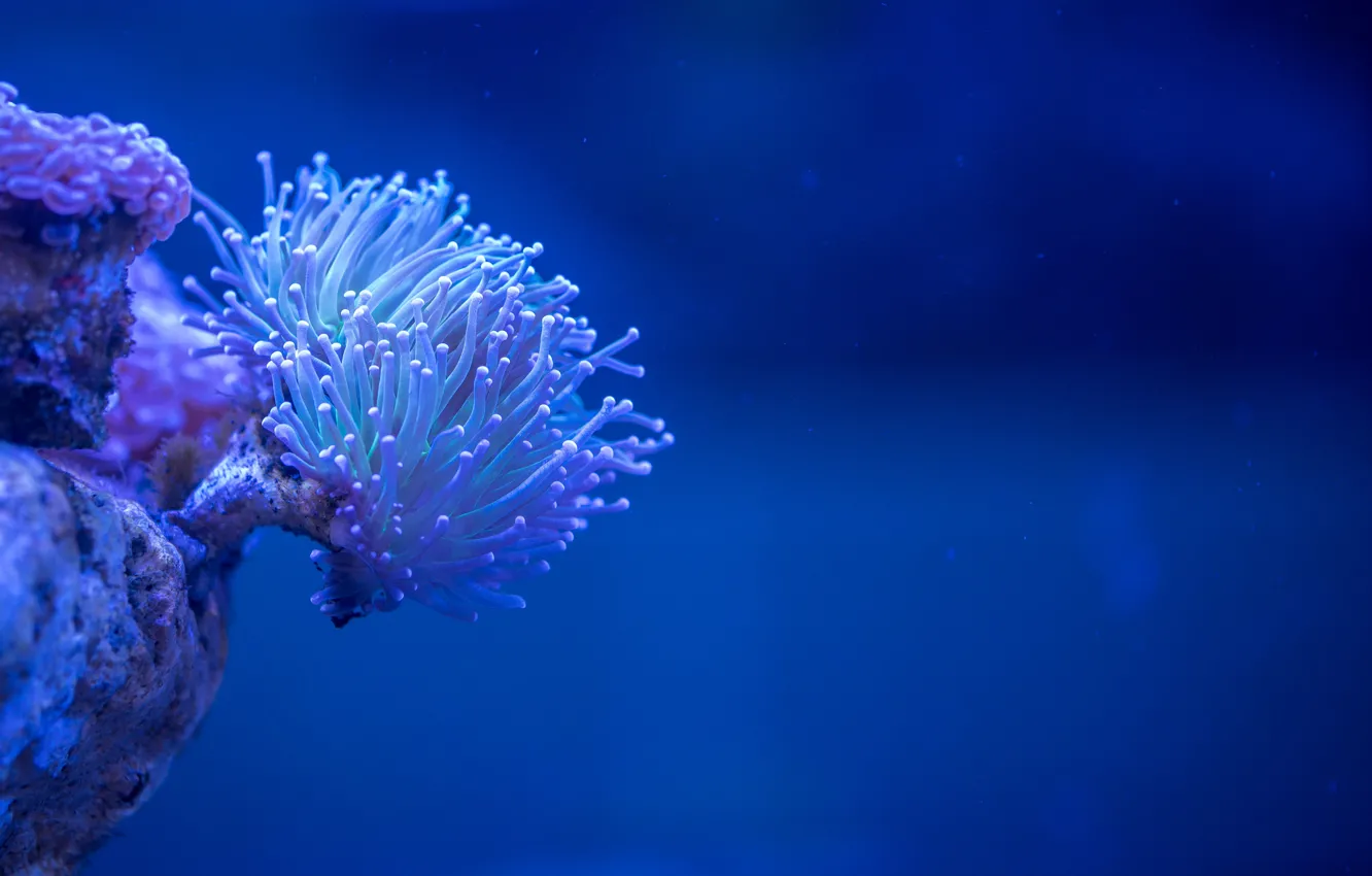 underwater, голубой фон, blue background, красота природы, natural beauty, ...