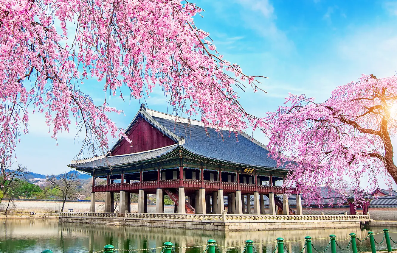 Фото обои озеро, весна, сакура, цветение, South Korea, Корея, pink, дворец, blossom, lake, cherry, spring, palace, Seoul