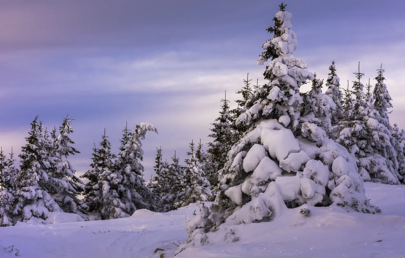 Фото обои зима, снег, деревья, природа, ели, Андрей Шарапов