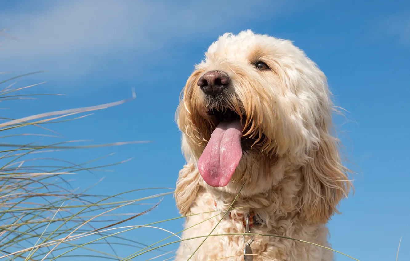 Фото обои язык, трава, морда, собака, Голдендудль
